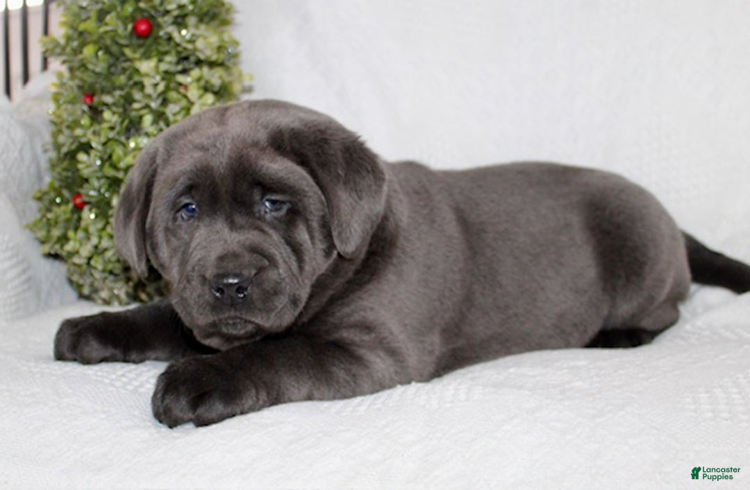 Labrador Retriever dogs for sale: Rosco - Ad 8