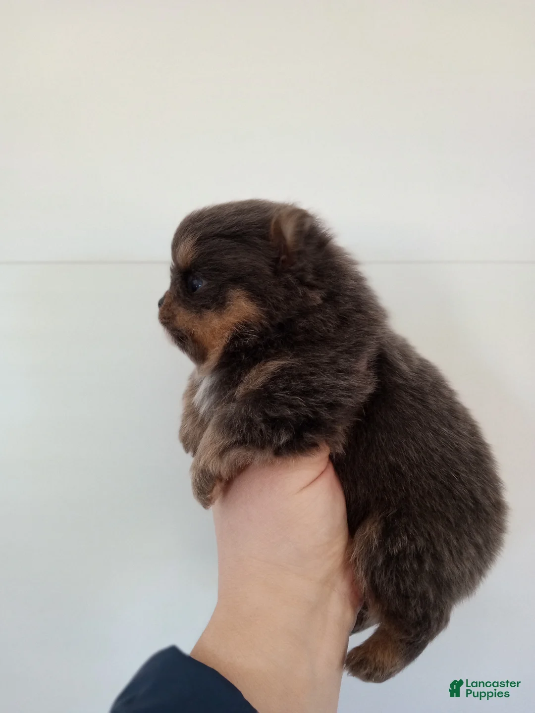Pomeranian dogs for sale: Pomeranian Puppy 1 - Ad 1