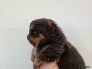 Pomeranian dogs Pomeranian Puppy 1 - Ad 8