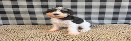 Miniature Schnauzer dogs for sale: Sidney - Ad 3