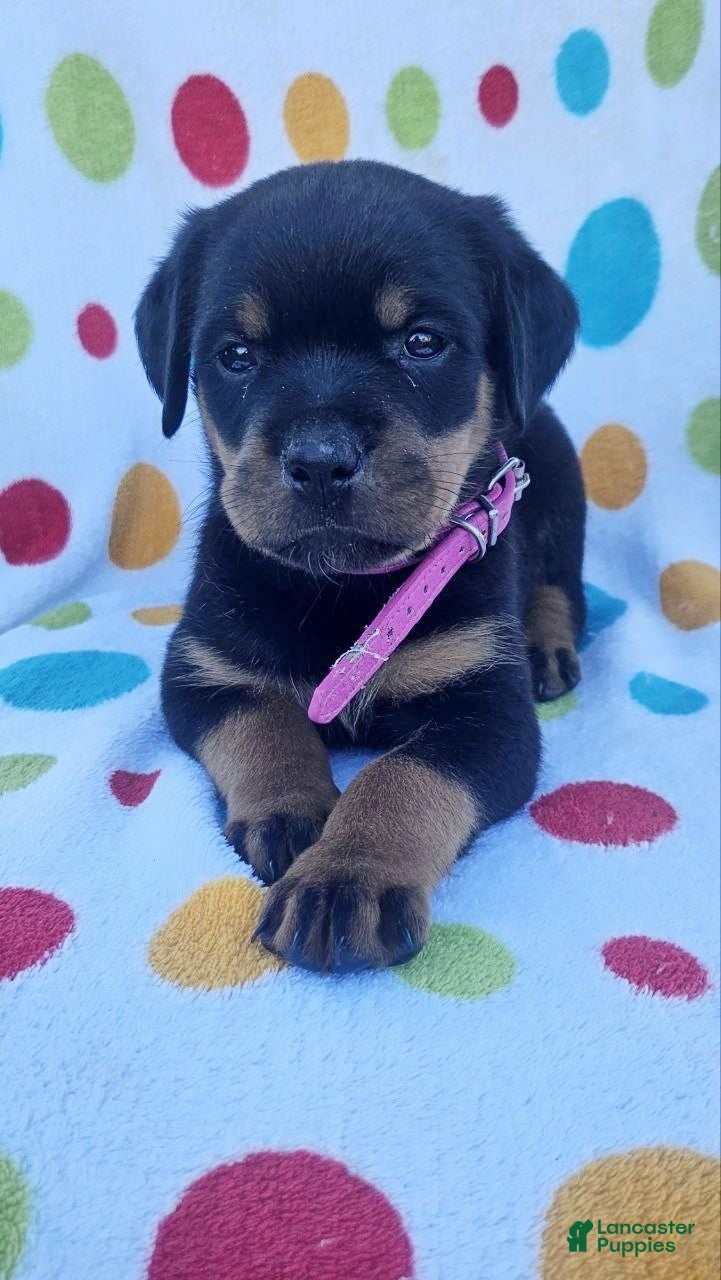 Rottweiler dogs Lily - Ad 1