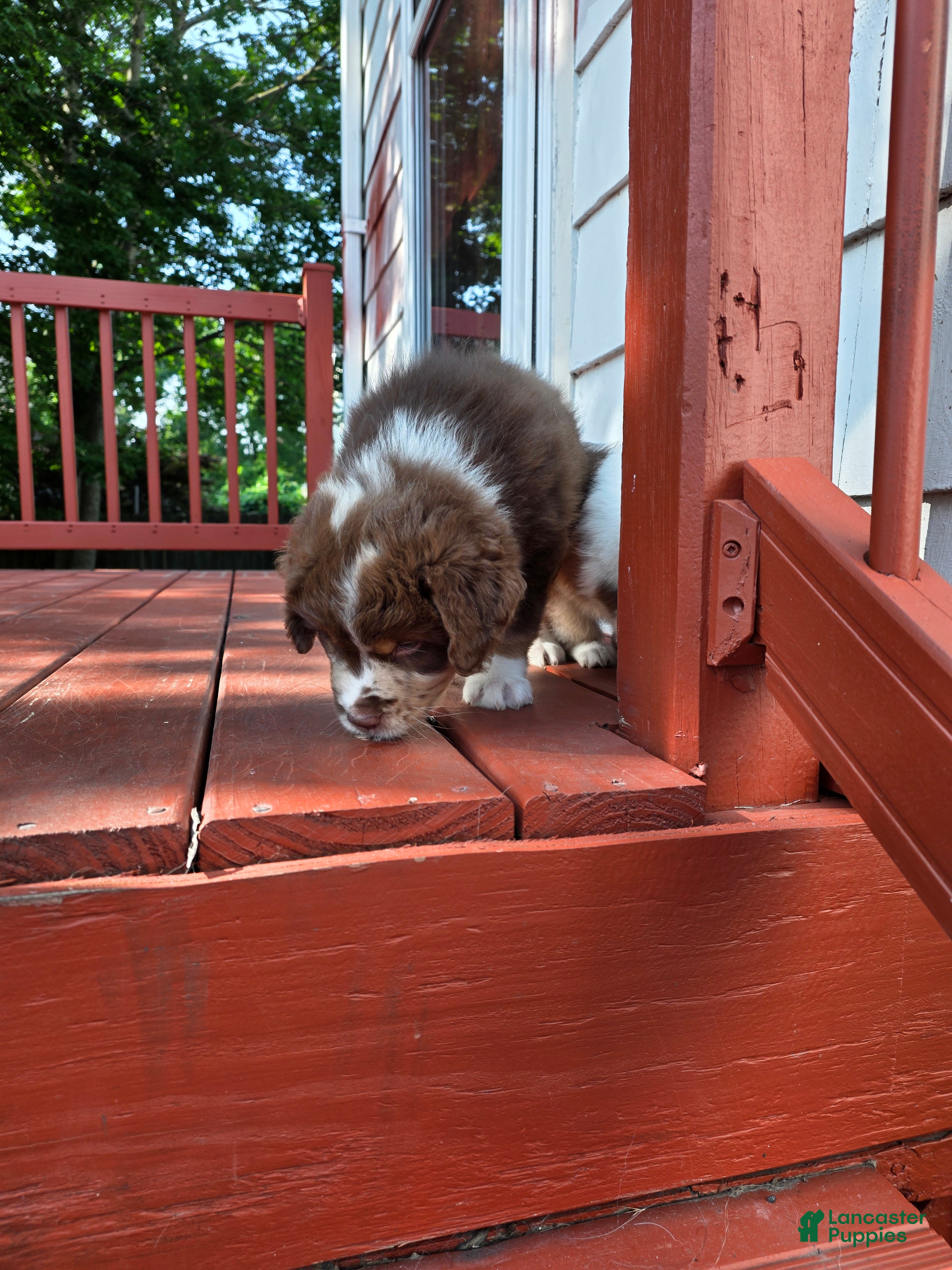 Australian Shepherd dogs Tri red male - Ad 20