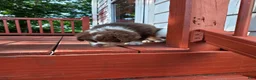 Australian Shepherd dogs for sale: Tri red male - Ad 1