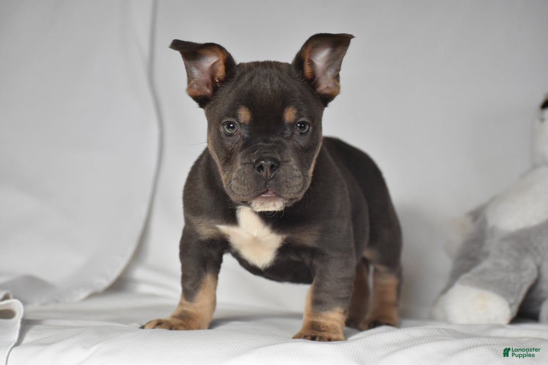 Mixed Breed dogs for sale: Chase - Ad 8