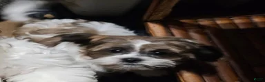 Shihpoo 1
