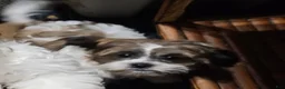 Shihpoo dogs for sale: Shihpoo 1 - Ad 1