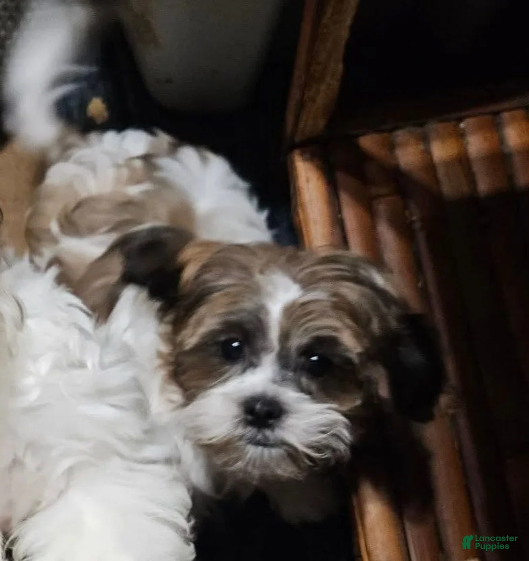 Shihpoo dogs for sale: Shihpoo 1 - Ad 1