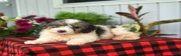 Mini Bernedoodle dogs for sale: Riot - Ad 3