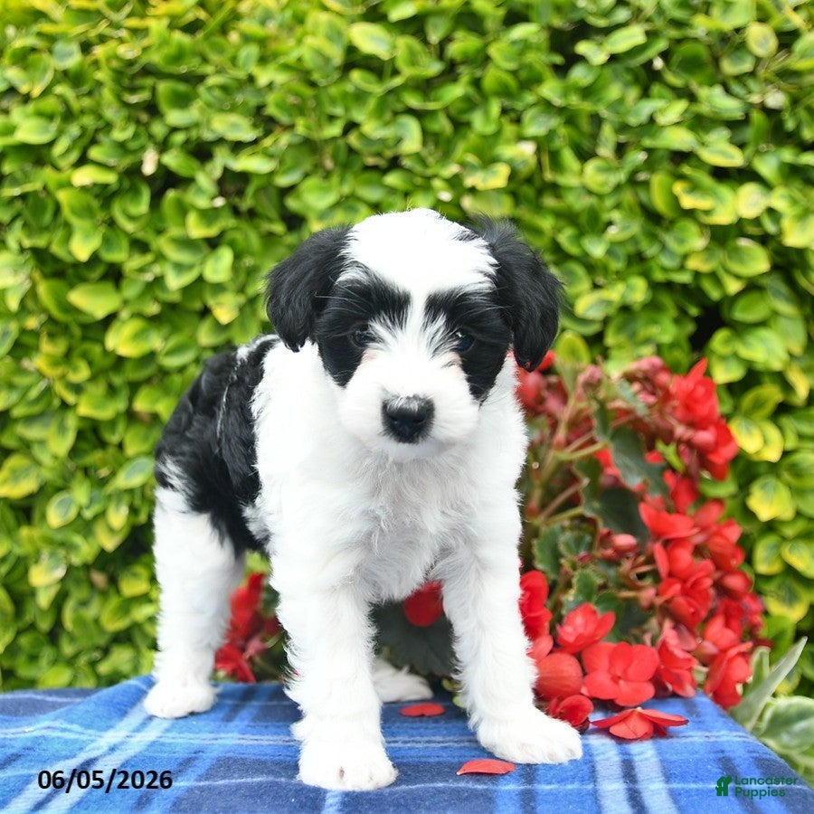 Yorkiepoo dogs Rose  - Ad 2