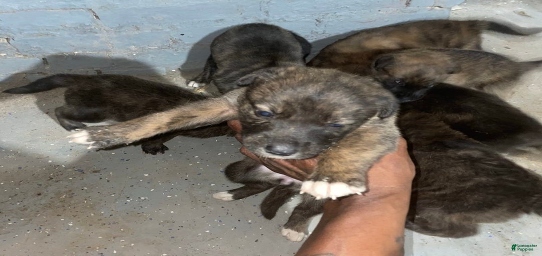 Gallery Image {{count}}