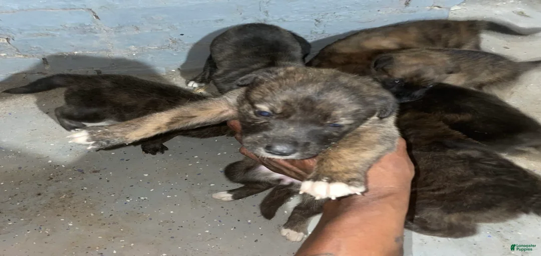 Gallery Image {{count}}