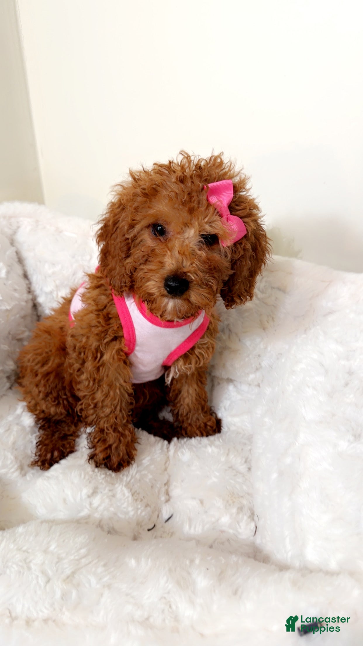 Cavapoo dogs Riley  - Ad 27