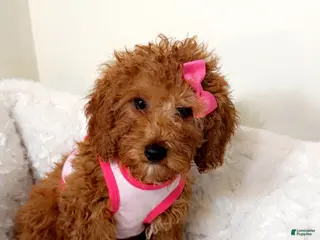 Cavapoo dogs Riley - Ad 27