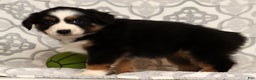 Miniature Australian Shepherd dogs for sale: Tammy - Ad 7