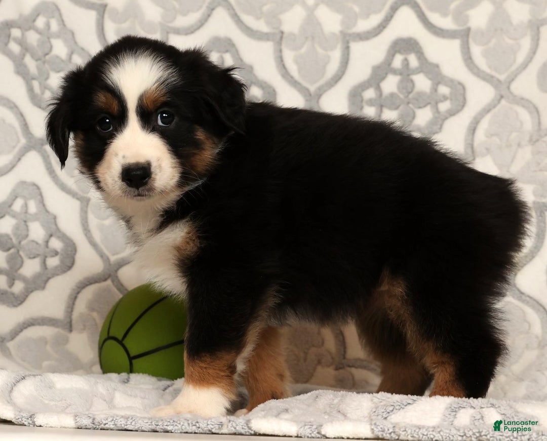 Miniature Australian Shepherd dogs for sale: Tammy - Ad 7