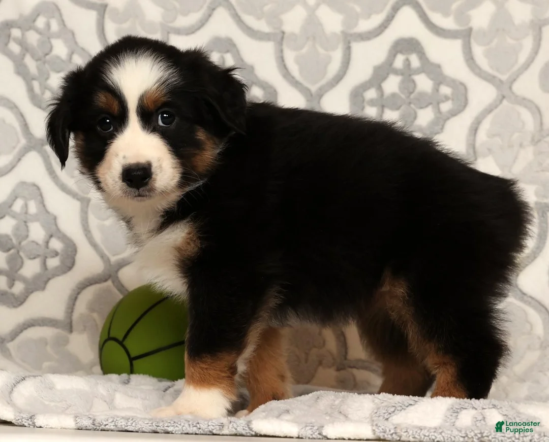 Miniature Australian Shepherd dogs for sale: Tammy - Ad 7