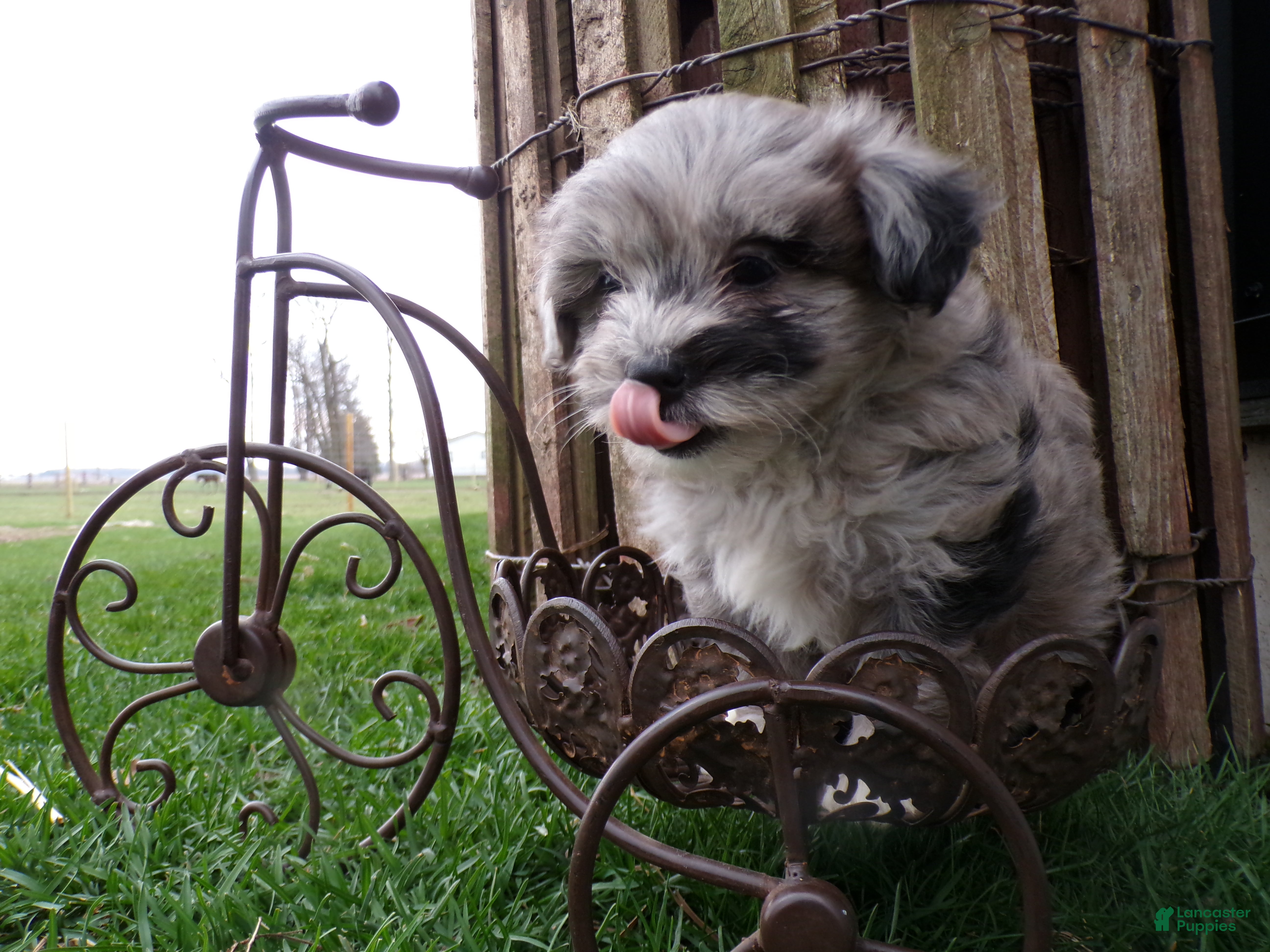 Shihpoo dogs Peyton - Ad 2