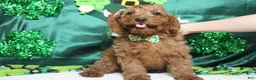 Cavapoo dogs for sale: Cinnamon  - Ad 5