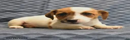 Jack Russell Terrier dogs for sale: Rambo - Ad 5