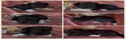 Havanese dogs for sale: Axel - Ad 1