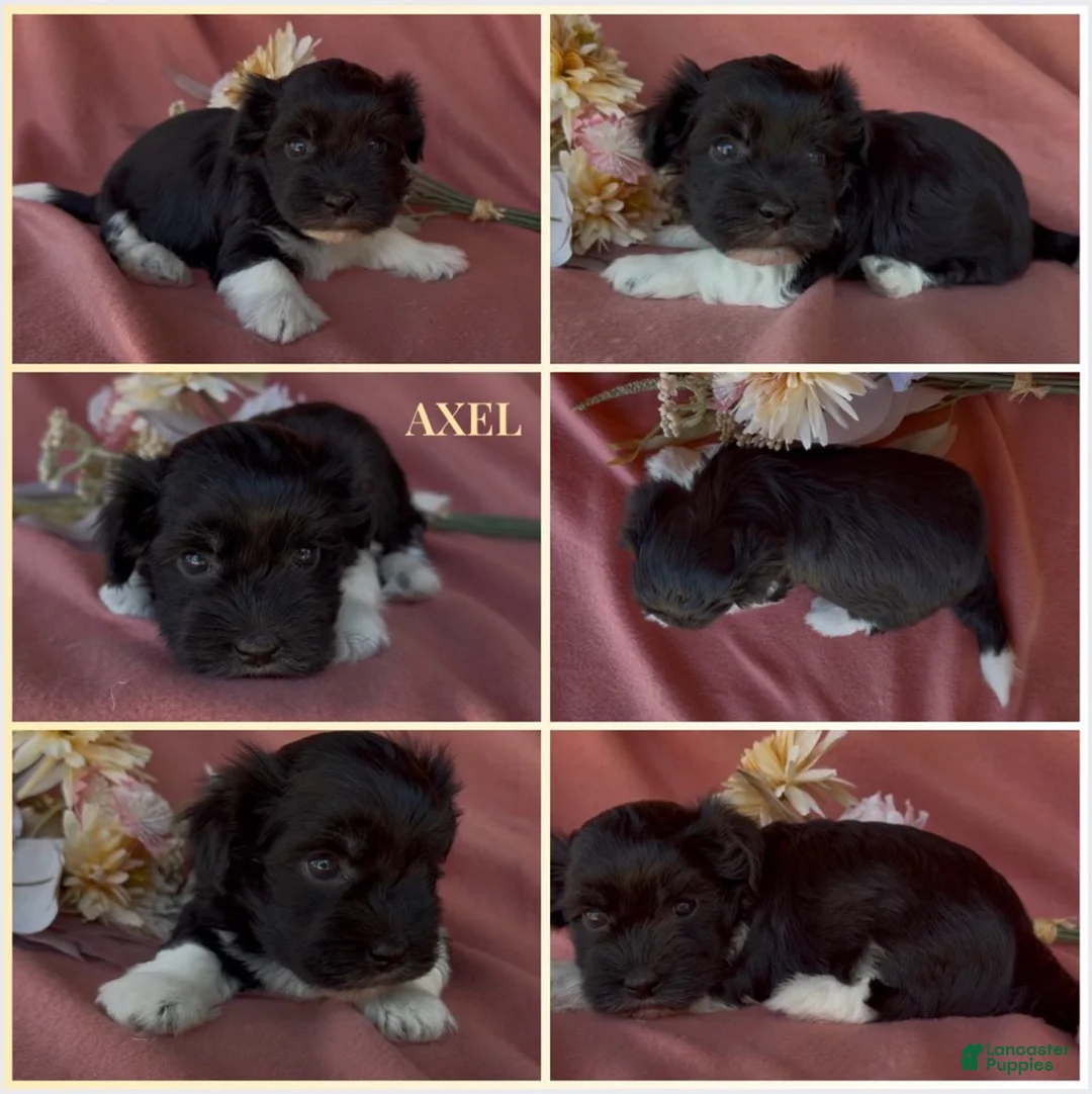 Havanese dogs for sale: Axel - Ad 1