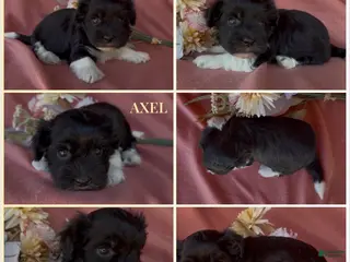 Havanese dogs Axel - Ad 1