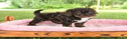 Toy Poodle dogs for sale: April - Ad 1