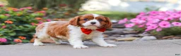 Cavalier King Charles Spaniel dogs for sale: Logan - Ad 4