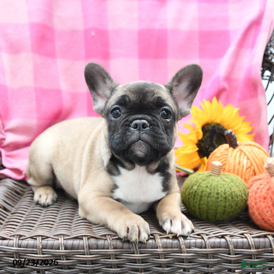 French Bulldog dogs Kayla Extra Small - Ad 2