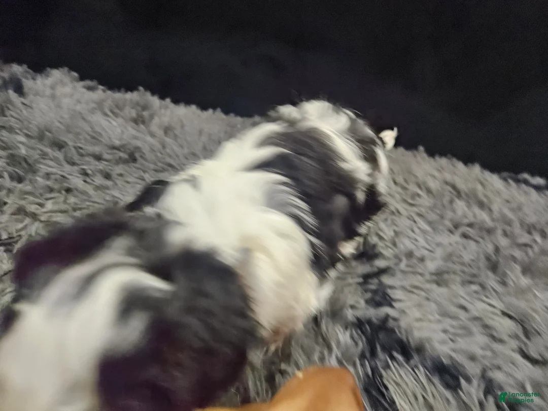 Shih Tzu dogs for sale: Shih Tzu Puppy 1 - Ad 6