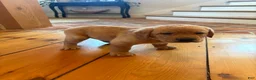 Labrador Retriever dogs for sale: Biscuit - Ad 3