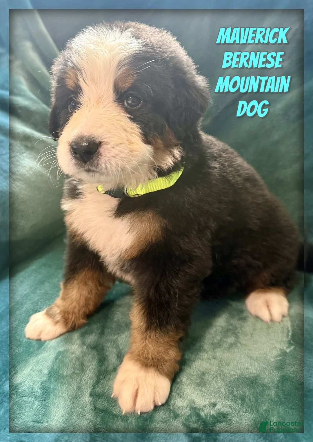 Bernese Mountain Dog dogs for sale: Maverick - Ad 1