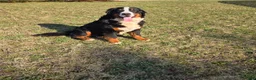 Bernese Mountain Dog dogs for sale: Jaxson - Ad 7