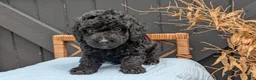 Havapoo dogs for sale: Mason - Ad 4