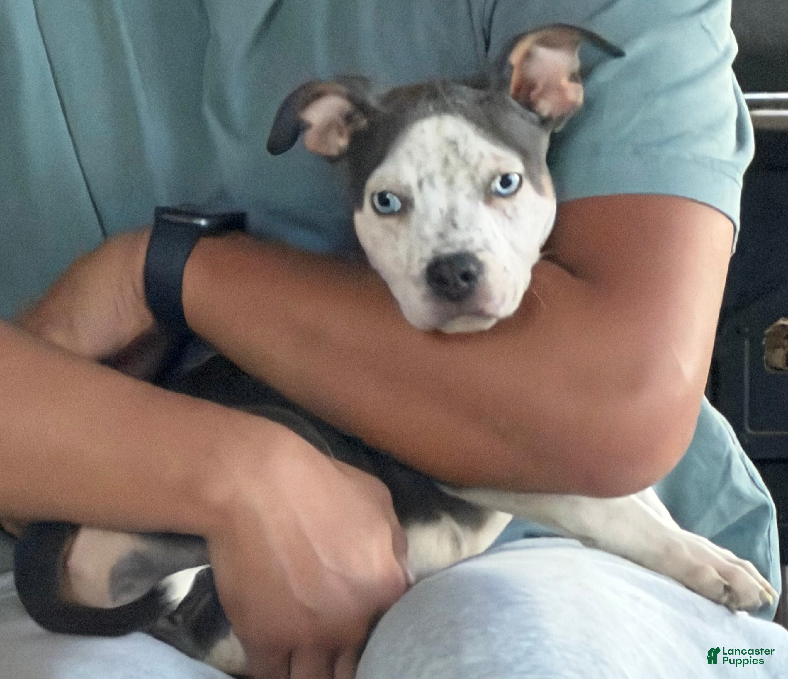 American Bully dogs American Bully Puppy 4 - Ad 5