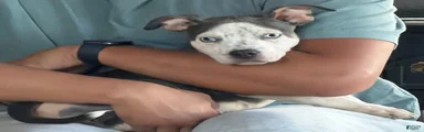 American Bully Puppy 4