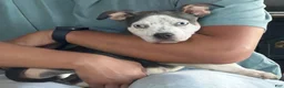 American Bully dogs for sale: American Bully Puppy 4 - Ad 1