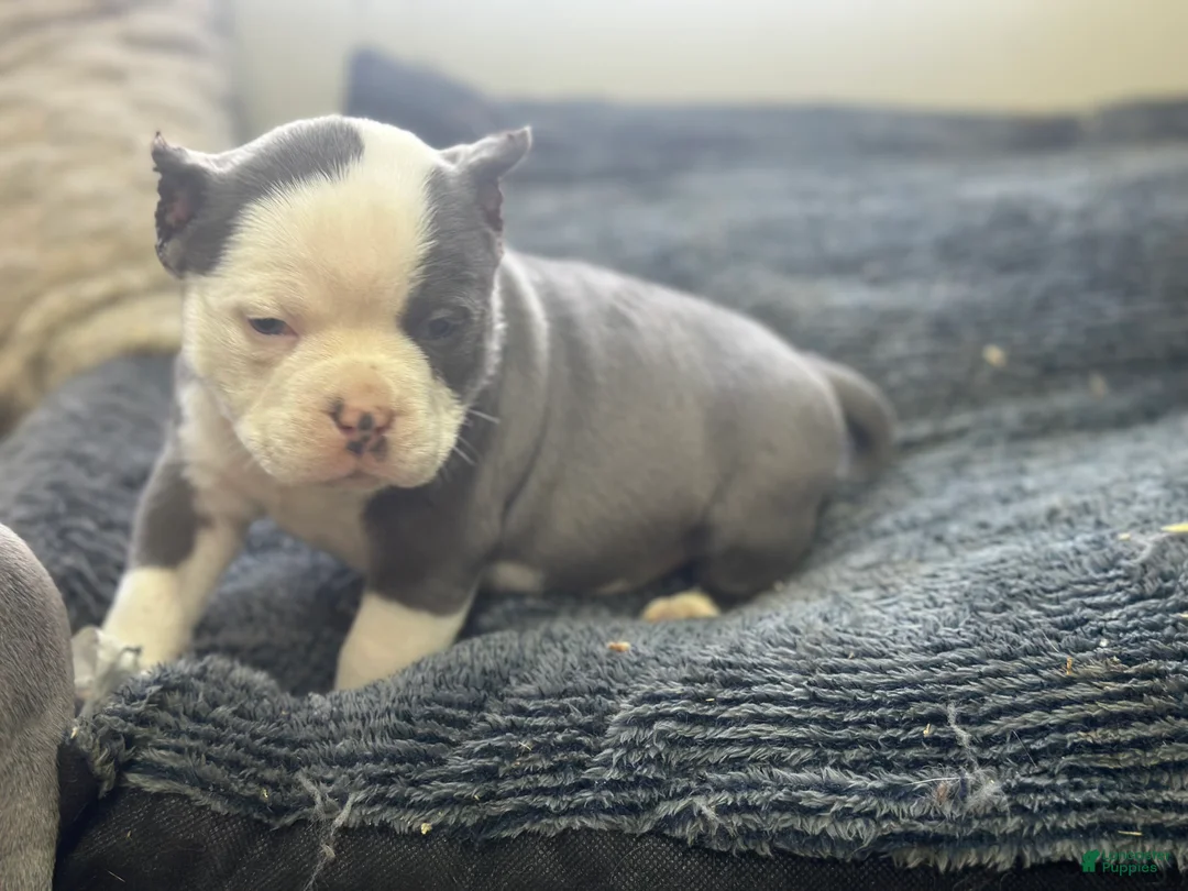 American Bully dogs for sale: American Bully Puppy 1 - Ad 4