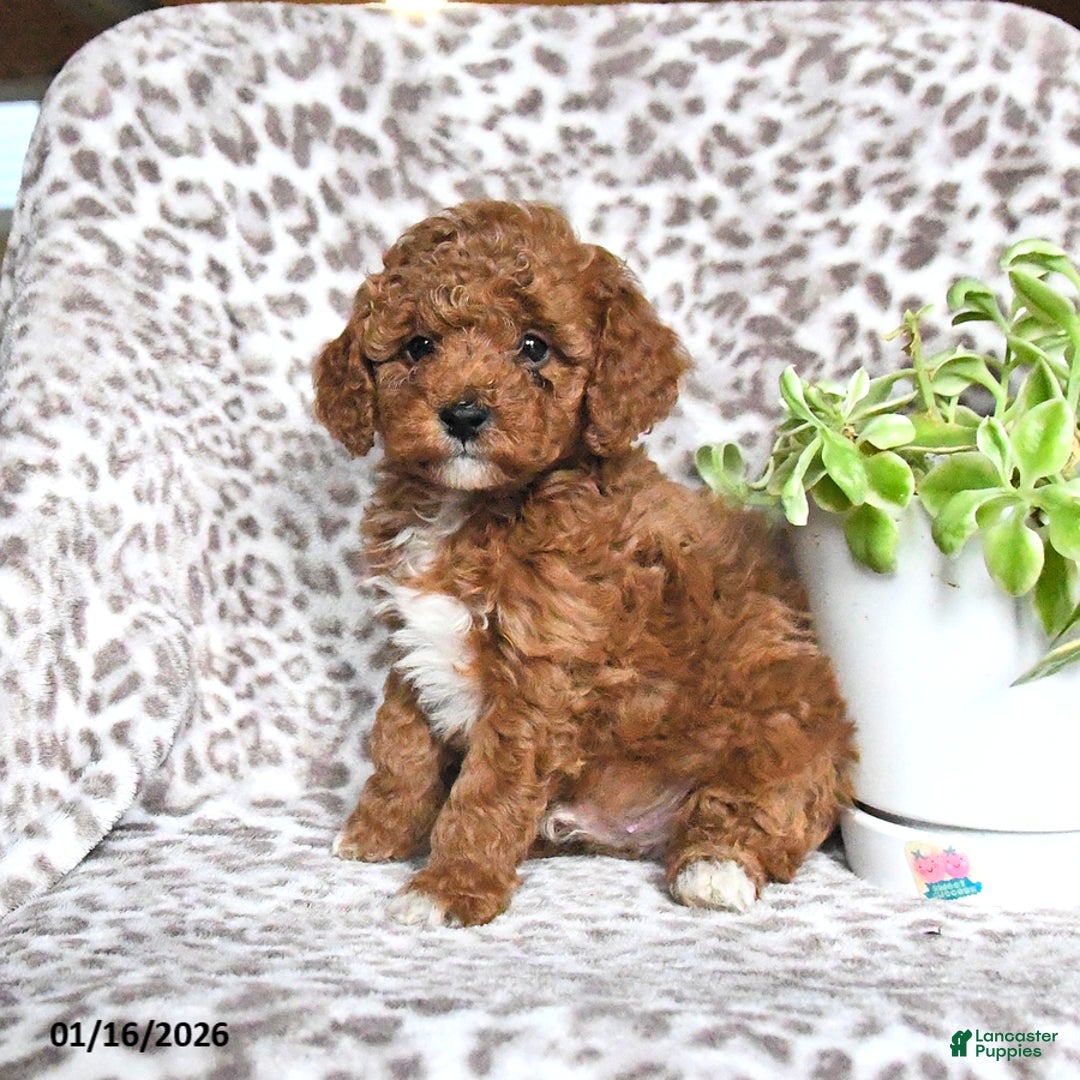 Cavapoo dogs for sale: Galne - Ad 3