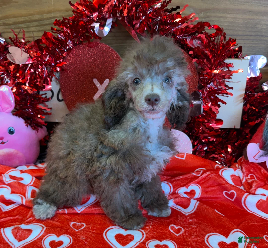 Toy Poodle dogs for sale: Boots - Ad 3