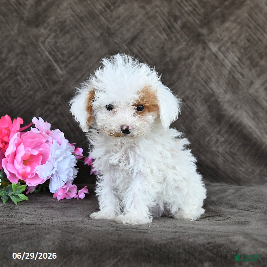 Toy Poodle dogs Sugar - Ad 2