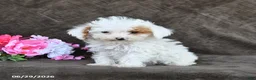 Toy Poodle dogs for sale: Sugar - Ad 2