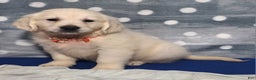 Golden Retriever dogs for sale: Jennifer - Ad 1
