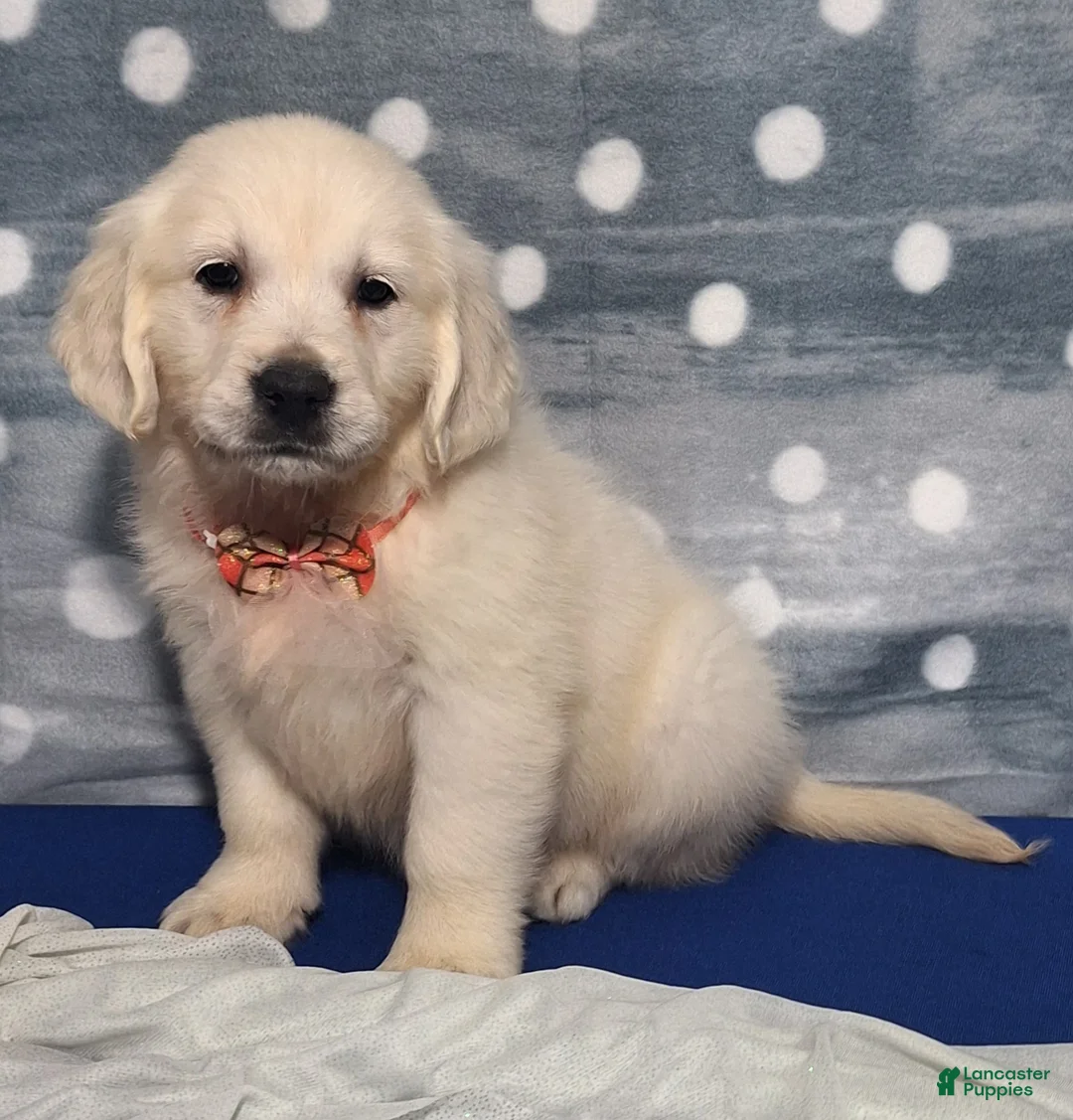 Golden Retriever dogs for sale: Jennifer - Ad 1