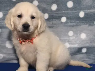 Golden Retriever dogs Jennifer - Ad 31