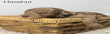 Hazelnut