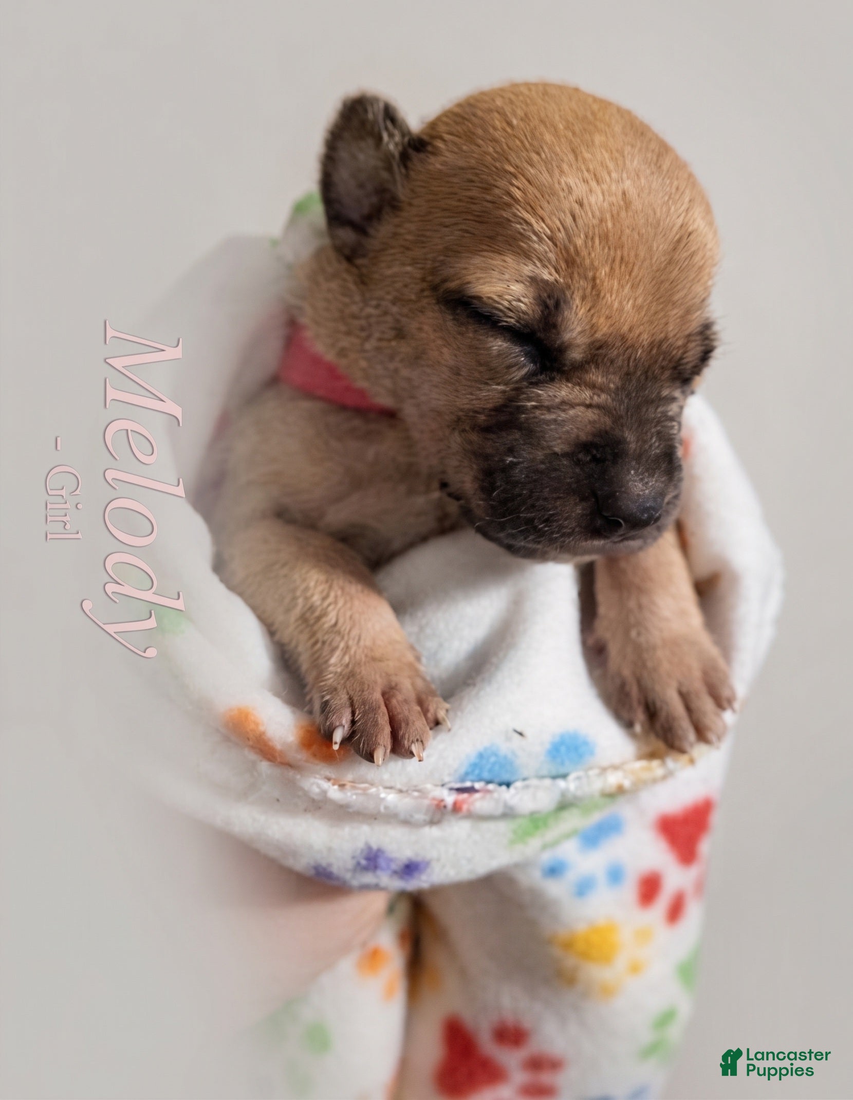 American Bully dogs Melody - Ad 13