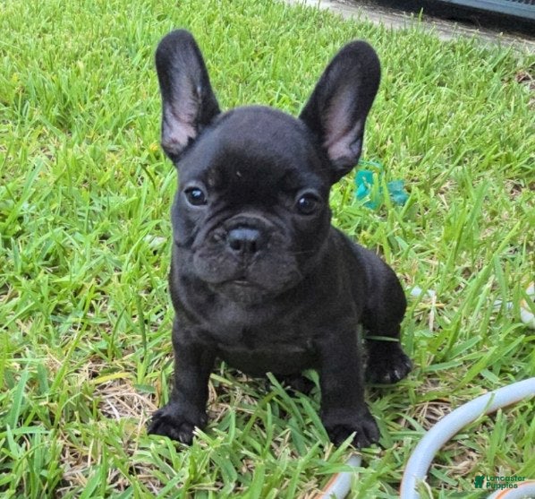French Bulldog dogs Char Cole - Ad 2