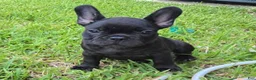 French Bulldog dogs for sale: Char Cole - Ad 4