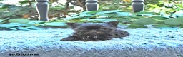 Yorkshire Terrier dogs for sale: Willa EXTRA SMALL - Ad 3